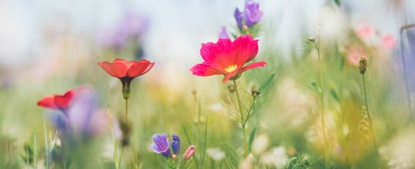 flowers